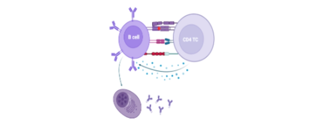 B cell activation